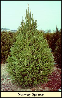 Norway Spruce